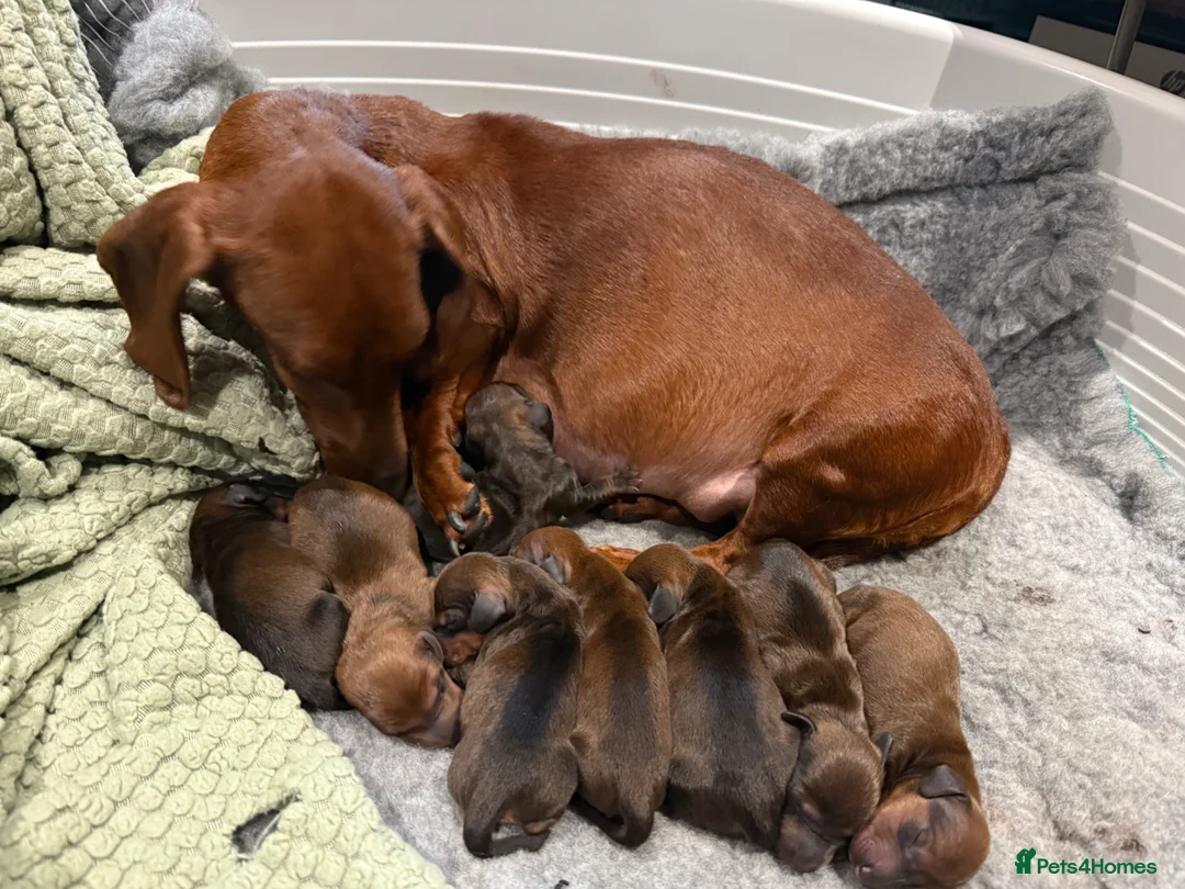 Dachshund dogs for sale: Beautiful standard Girl  - Advert 2