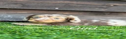Miniature Dachshund dogs for sale: Miniature dachshunds  - Advert 3