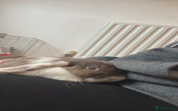 English rabbits for sale: Male and Female bunnies for sale - Image 3