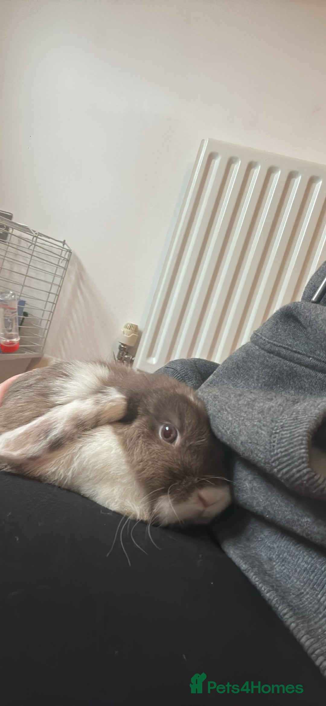 English rabbits for sale: Male and Female bunnies for sale - Image 3