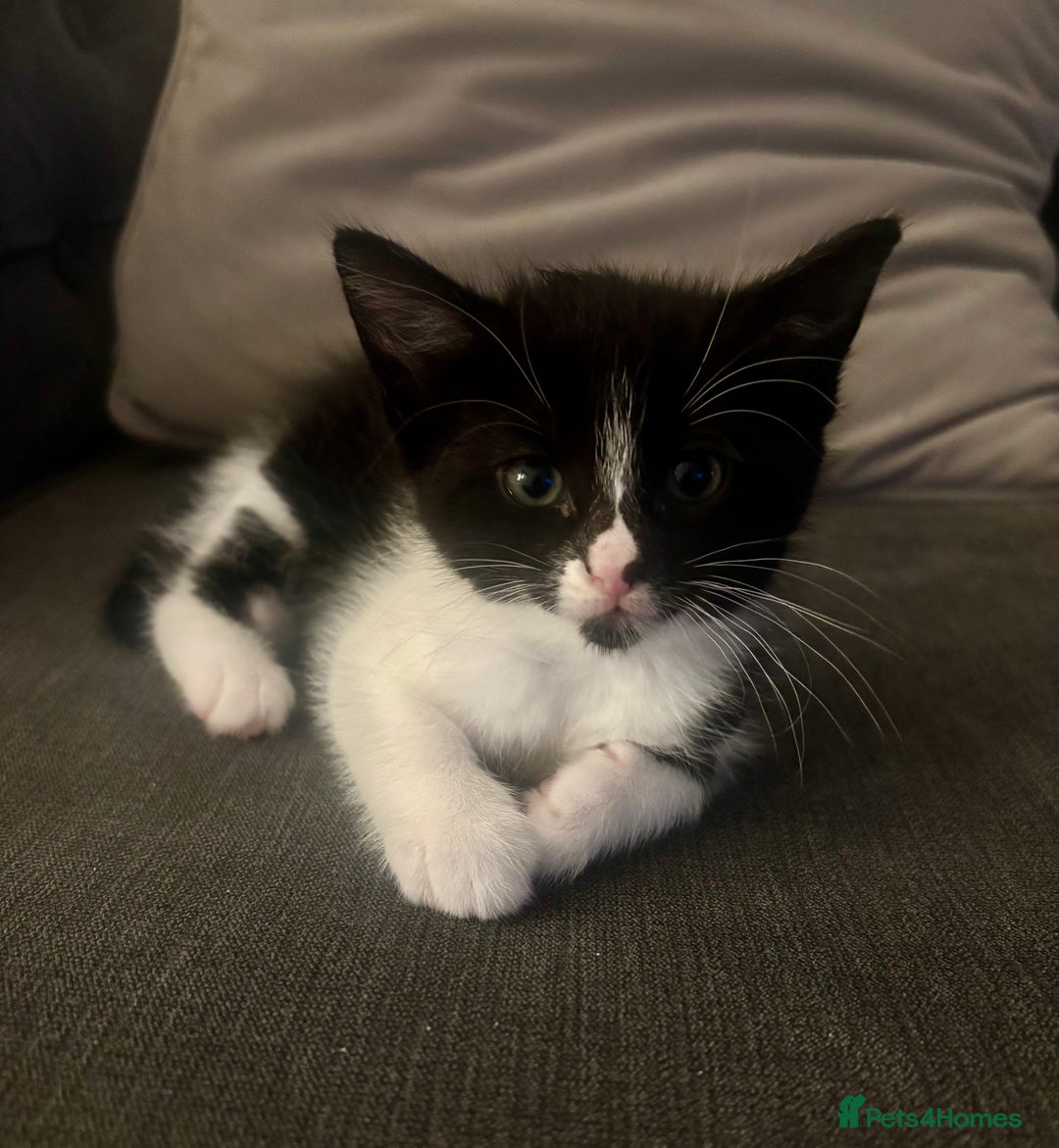 Mixed Breed cats for sale: Gorgeous part Siamese kittens 🐾  - Advert 5