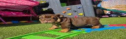 English Bulldog dogs for sale: Litter of bulldogs  - Advert 4