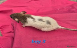 Rat rodents for sale: Male rats available - Image 6