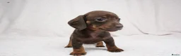 Miniature Dachshund dogs for sale: 1 Left KC Registered Miniature Dachshund Puppies - Advert 9