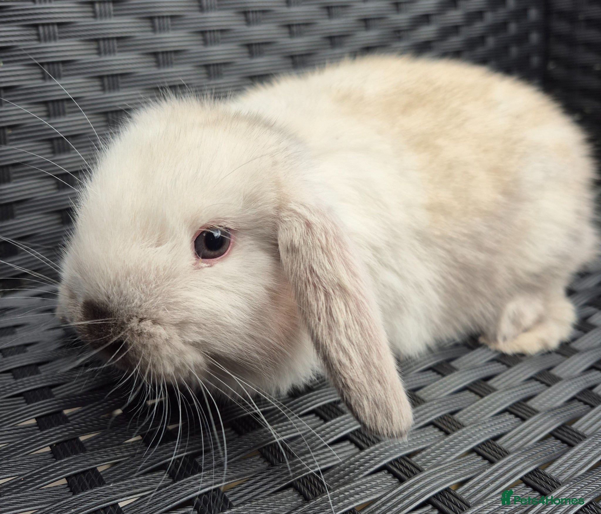 Mini Lop rabbits LAST 3 LEFT! 🐰Baby purebred Mini Lop bunnies🐰 - Advert 2