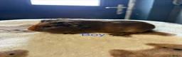 Guinea Pig rodents for sale: Baby Guinea Pigs looking for amazing forever homes - Advert 7