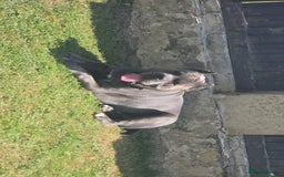 Cane Corso dogs for sale: Romanian cane corso - Image 2