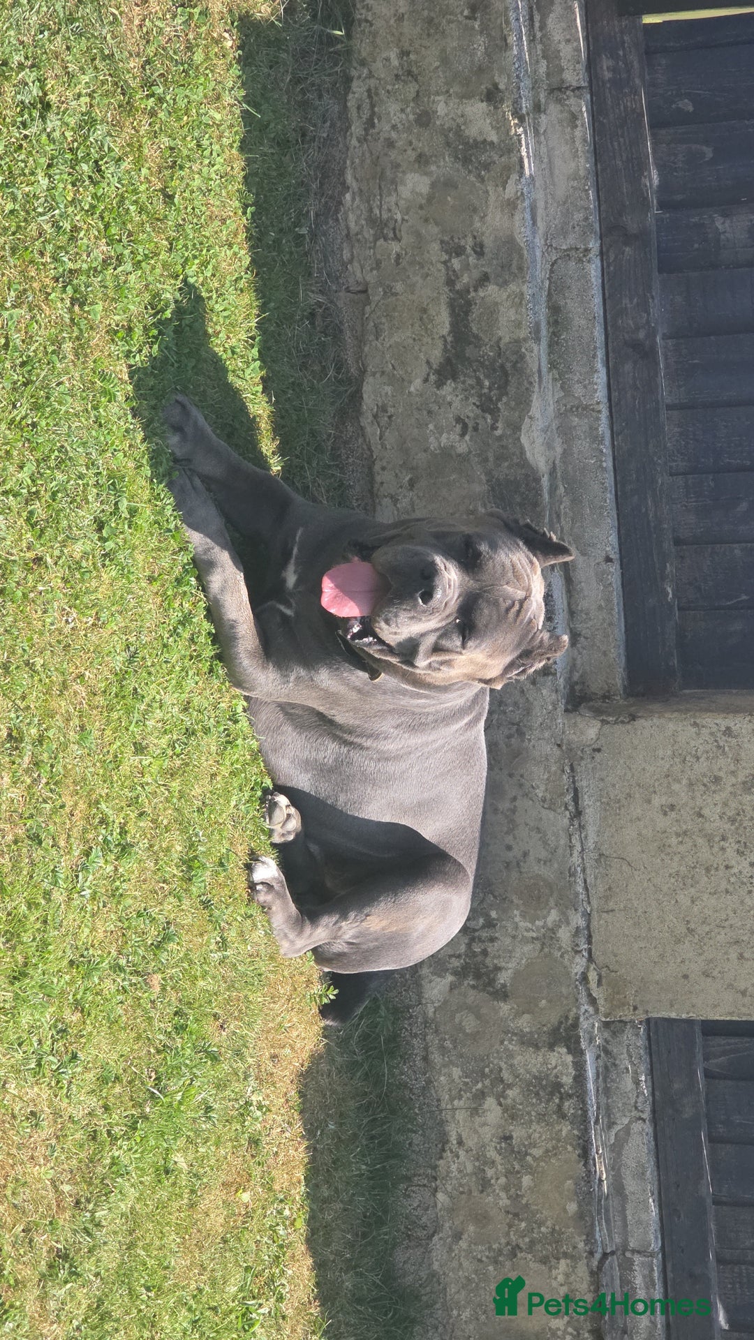 Cane Corso dogs for sale: Romanian cane corso - Image 2
