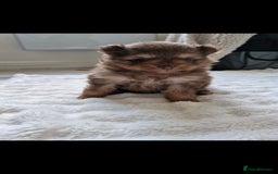 Pomeranian dogs for sale: 5 short snout teddy pom babies  - Image 7