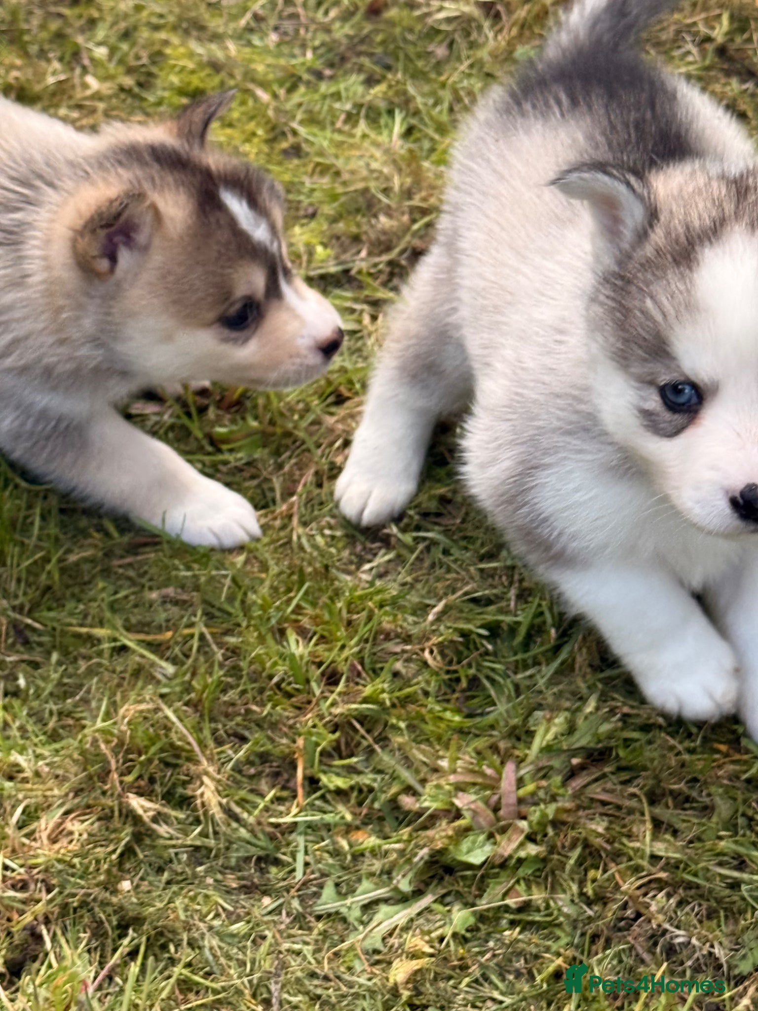 Pomsky dogs 6 beautiful pomsky 3 girls 3 boys stunning marking - Advert 2