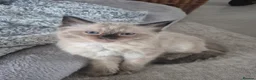 Ragdoll cats for sale: Pure Ragdoll KIttens - Advert 15