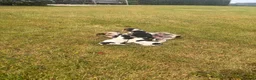 Jack Russell dogs for sale: Jack Russell Puppies For Sale in Launceston - Advert 6