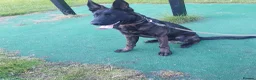 Belgian Shepherd Dog dogs for sale: Dutch shepherd  in Sheffield - Advert 3