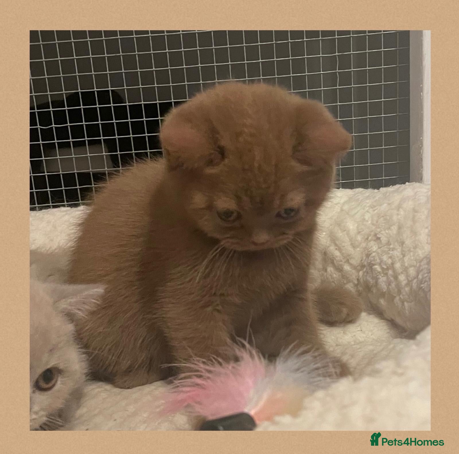 British Shorthair cats Beautiful GCCF British Shorthair kittens - Advert 1