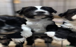 Tibetan Terrier dogs for sale: KC Reg, Fully Health Tested Tibetan Pups - Image 17
