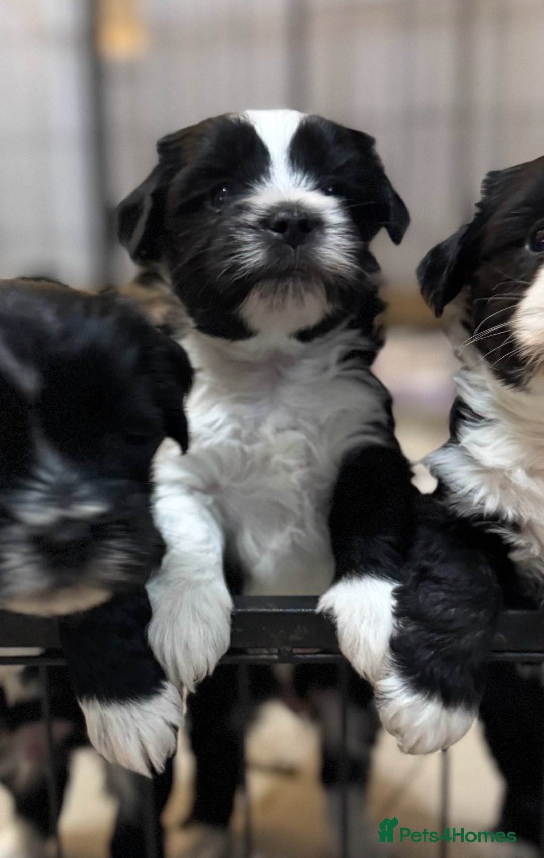 Tibetan Terrier dogs for sale: KC Reg, Fully Health Tested Tibetan Pups - Image 17