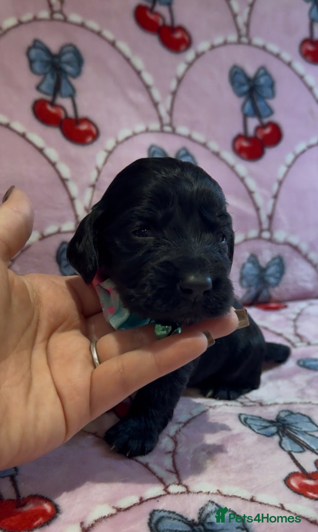 Cocker Spaniel dogs for sale: Gorgeous cocker spaniel READY TO LEAVE TODAY - Advert 14