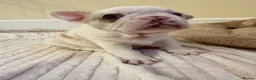 French Bulldog dogs for sale: French Bulldog Puppies – 3 Girls & 1 Boy 🐾💕 - Advert 3