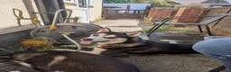 Siberian Husky dogs for sale: Siberian Husky named Biscuit - Advert 1