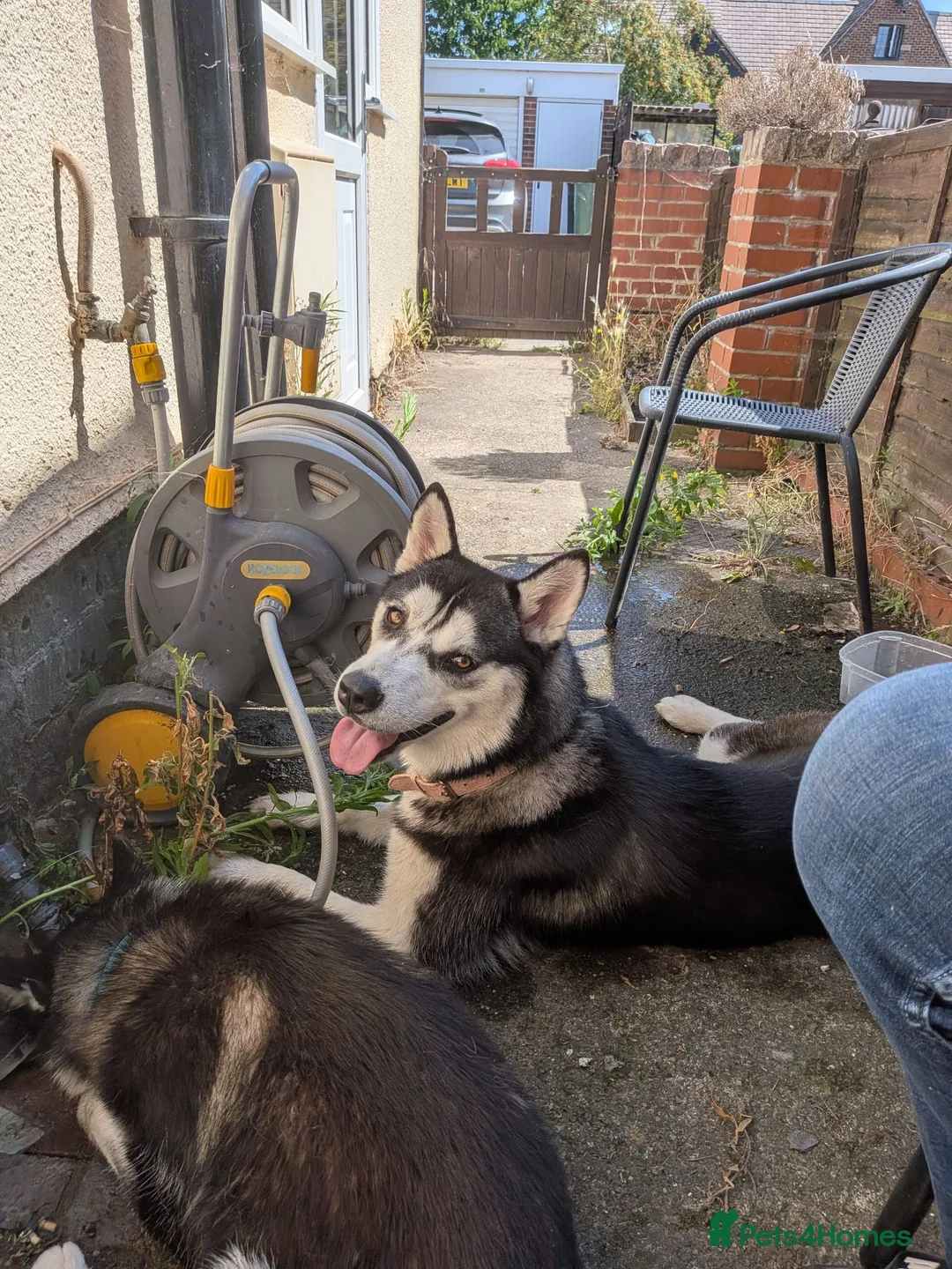 Siberian Husky dogs for sale: Siberian Husky named Biscuit - Advert 1