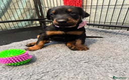 Dobermann dogs for sale: Superb Quality Doberman Puppies - Image 7