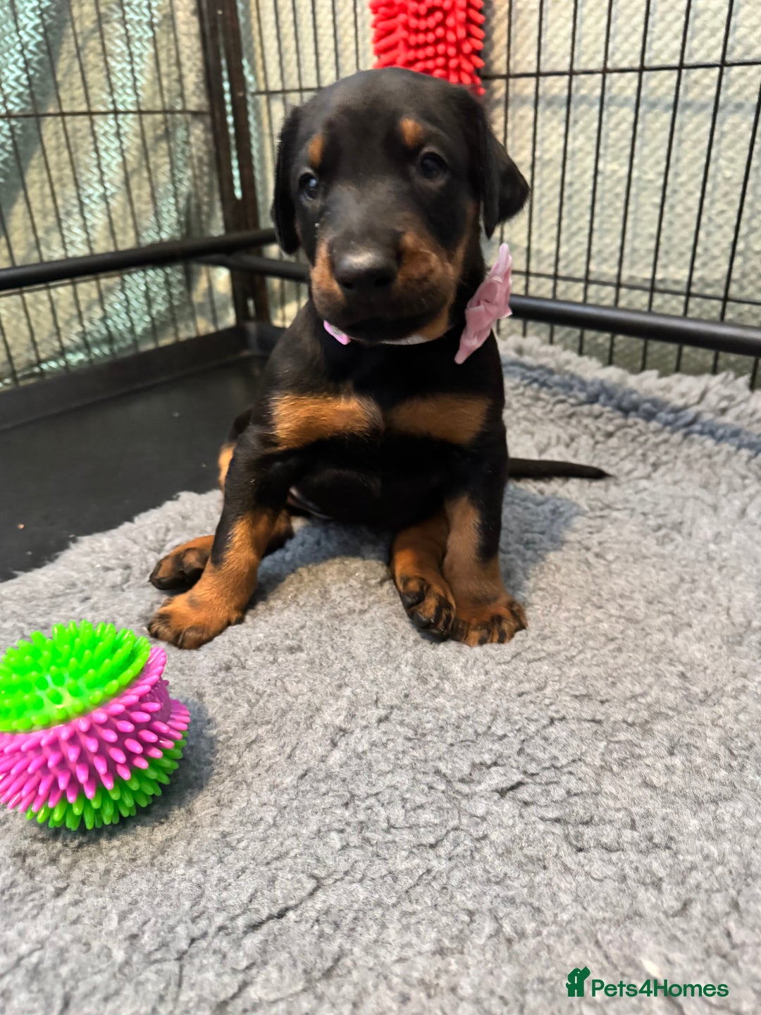 Dobermann dogs for sale: Superb Quality Doberman Puppies - Image 7