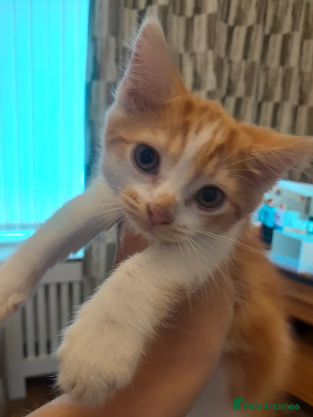 Mixed Breed cats for sale: Ginger and white boy - Advert 1