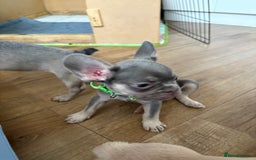 French Bulldog dogs for sale: Last 3 pups available !!Kc French bulldog puppy’s  - Image 31