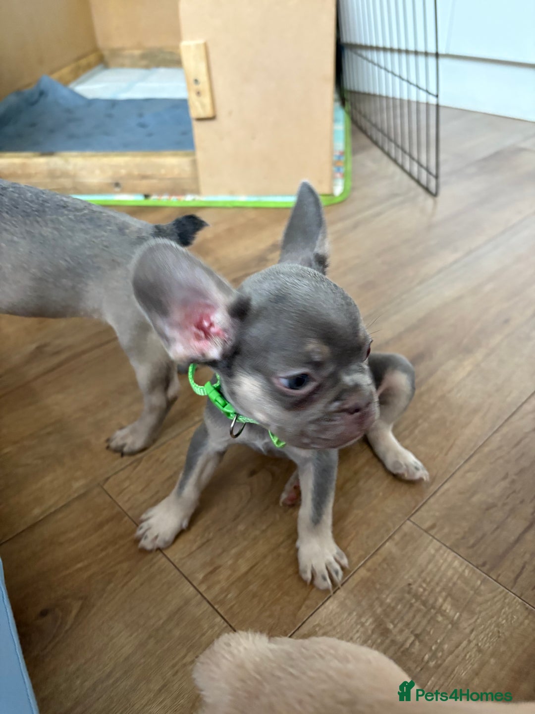 French Bulldog dogs for sale: Last 3 pups available !!Kc French bulldog puppy’s  - Image 31
