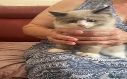 Mixed Breed cats for sale: Beautiful male kitten for sale - Image 4