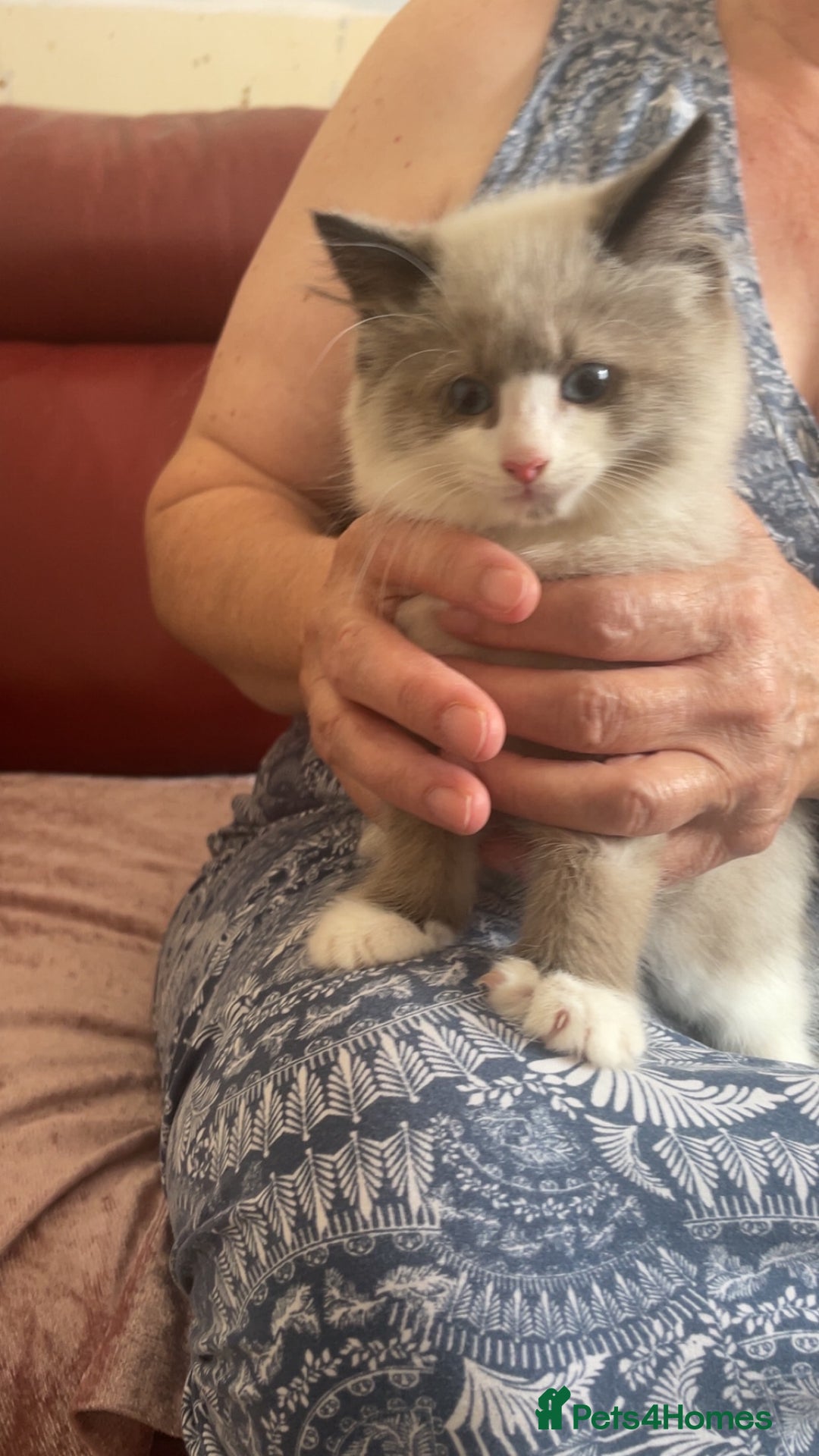 Mixed Breed cats for sale: Beautiful male kitten for sale - Image 4