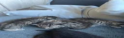 Mixed Breed cats for sale: Gorgeous tabby kittens  in Buckfastleigh - Advert 12