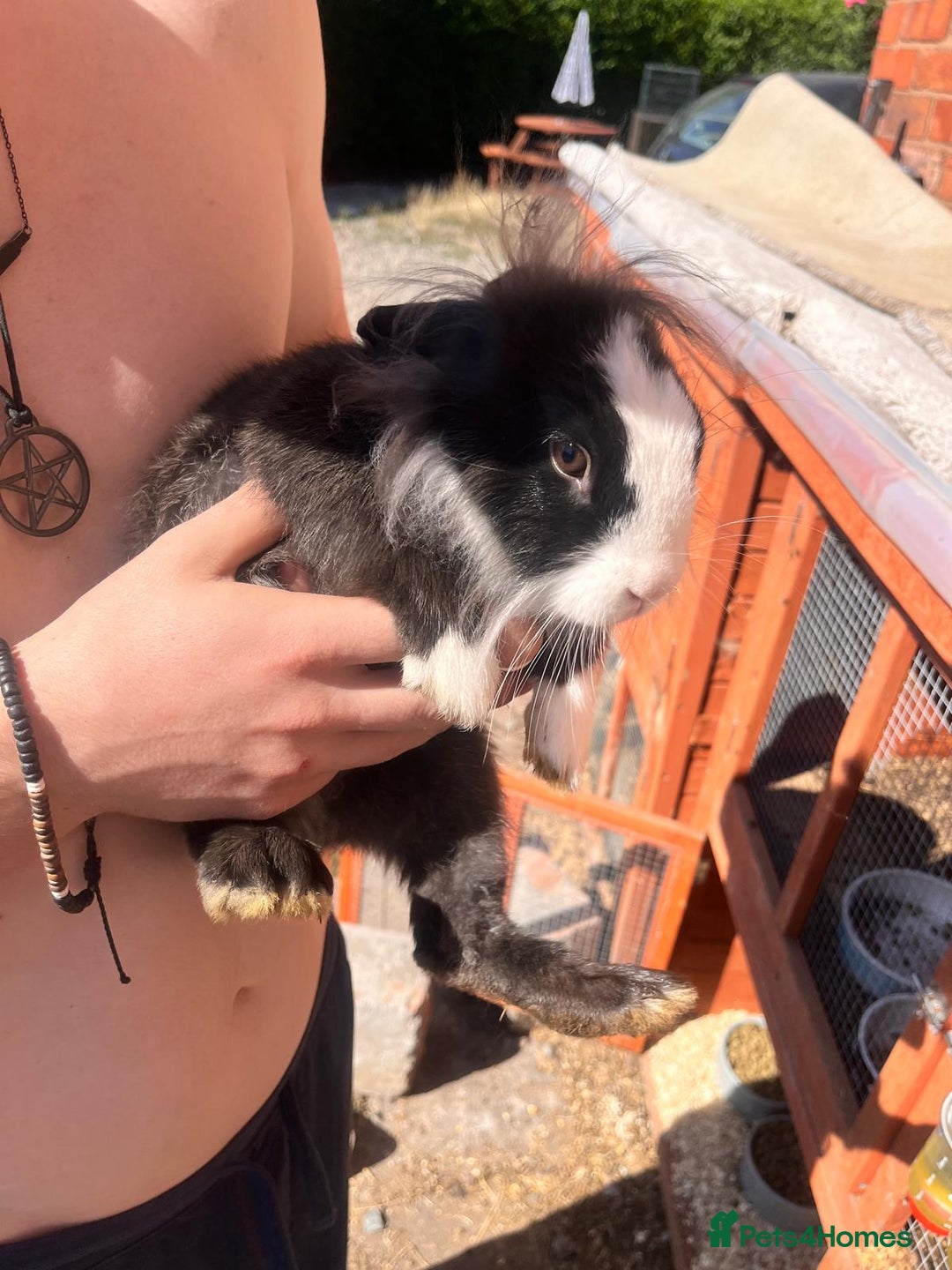 Lionhead rabbits for sale: Female rabbits for sale  - Image 7