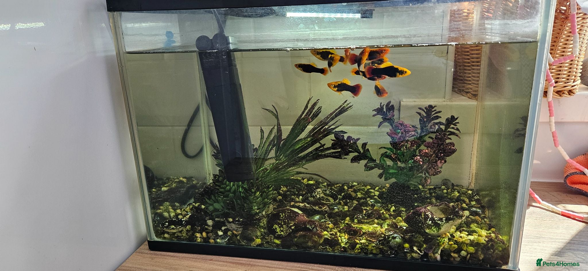 Platies fish Fish Tank / Aquarium Complete Set – Ready to Go - Advert 2