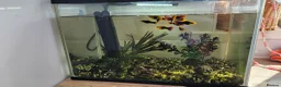 Platies fish for sale: Fish Tank / Aquarium Complete Set – Ready to Go - Advert 1
