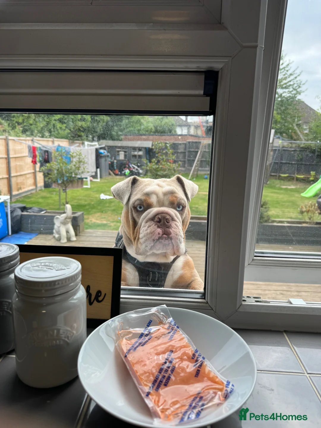 English Bulldog dogs for sale: 2 year old male english bulldog  - Advert 7