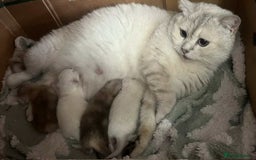 British Shorthair cats for sale: Lovely BSH kittens - ready for their forever homes - Image 20