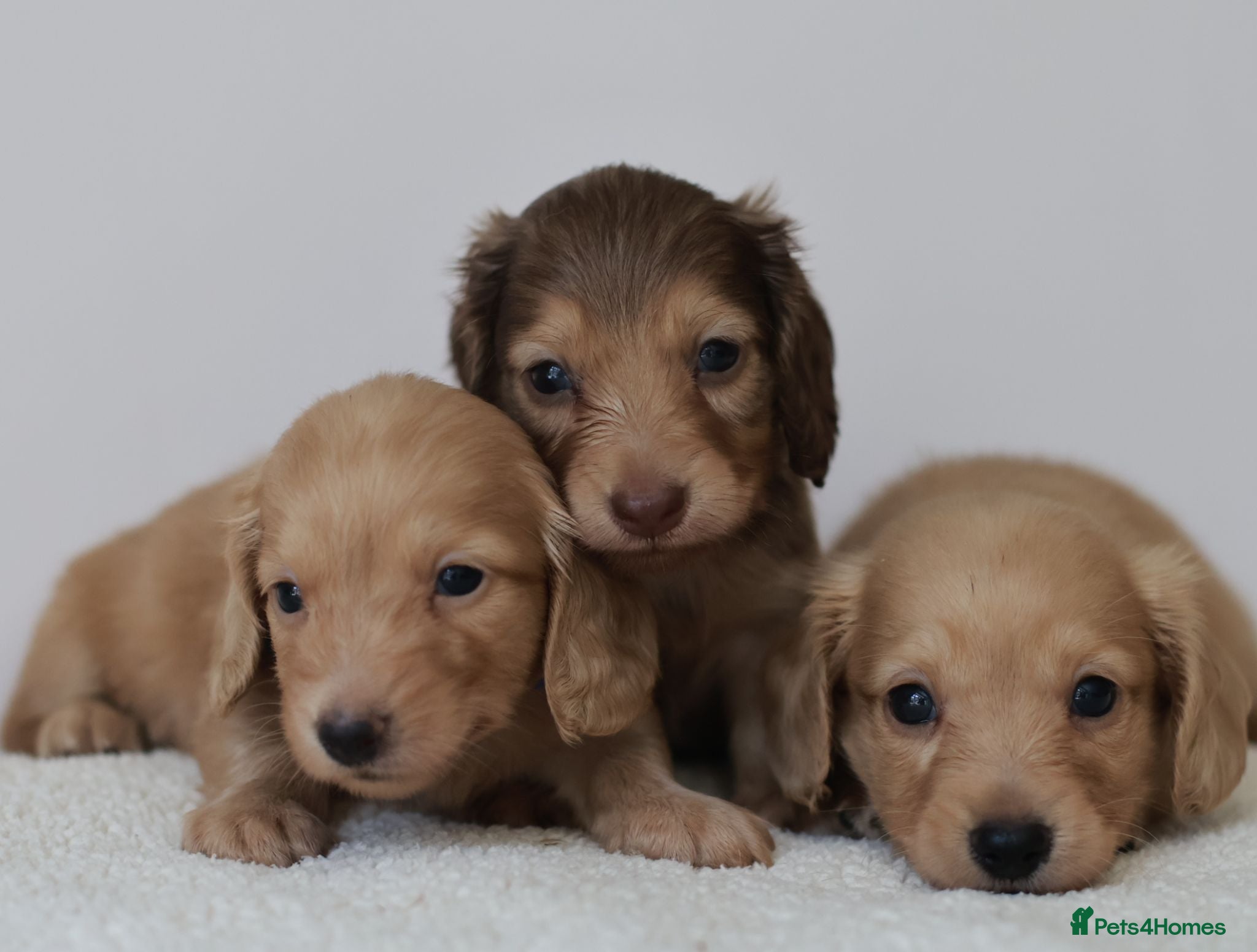 Miniature Dachshund dogs 5*Licensed+CREAM+LONGHAIR+Kc+PRACLEAR+VetChecked - Advert 2