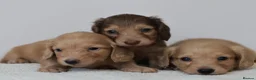 Miniature Dachshund dogs for sale: 5*Licensed+CREAM+LONGHAIR+Kc+PRACLEAR+VetChecked - Advert 3