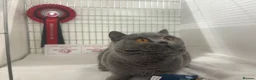 British Shorthair cats for sale: Gccf British Blue kittens  - Advert 8