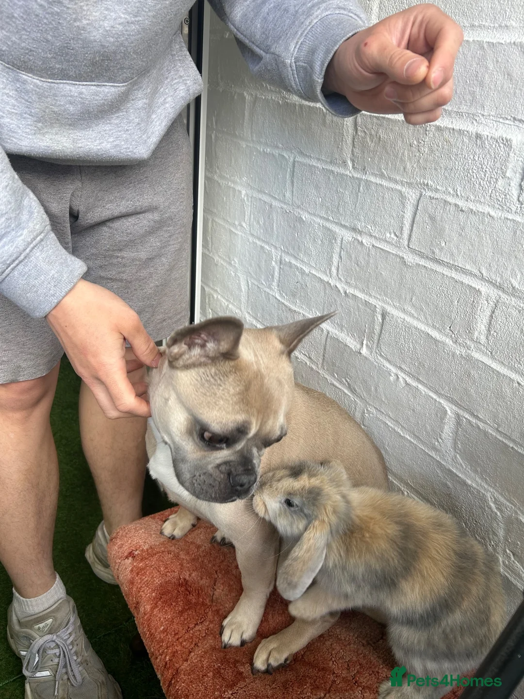 Mini Lop rabbits for sale: Arlo the Mini lop ear bunny  in Loughton - Advert 2