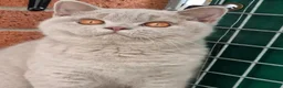 British Shorthair cats for sale: British Shorthair  in Newport - Advert 11