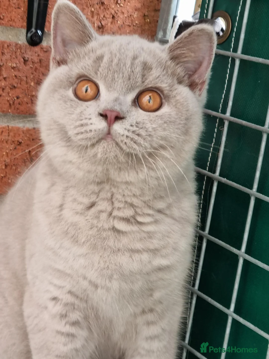 British Shorthair cats for sale: British Shorthair  in Newport - Advert 11