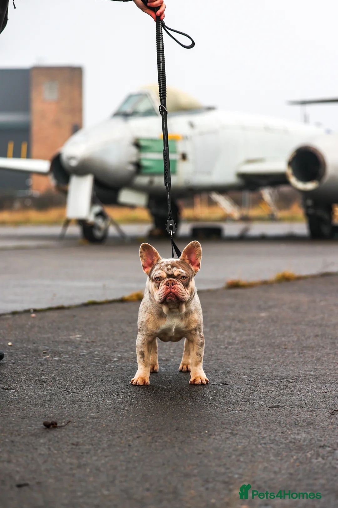 French Bulldog dogs for stud: Newshade Merle & tan pink&fluffy producer PROVEN  in Bagillt - Advert 5