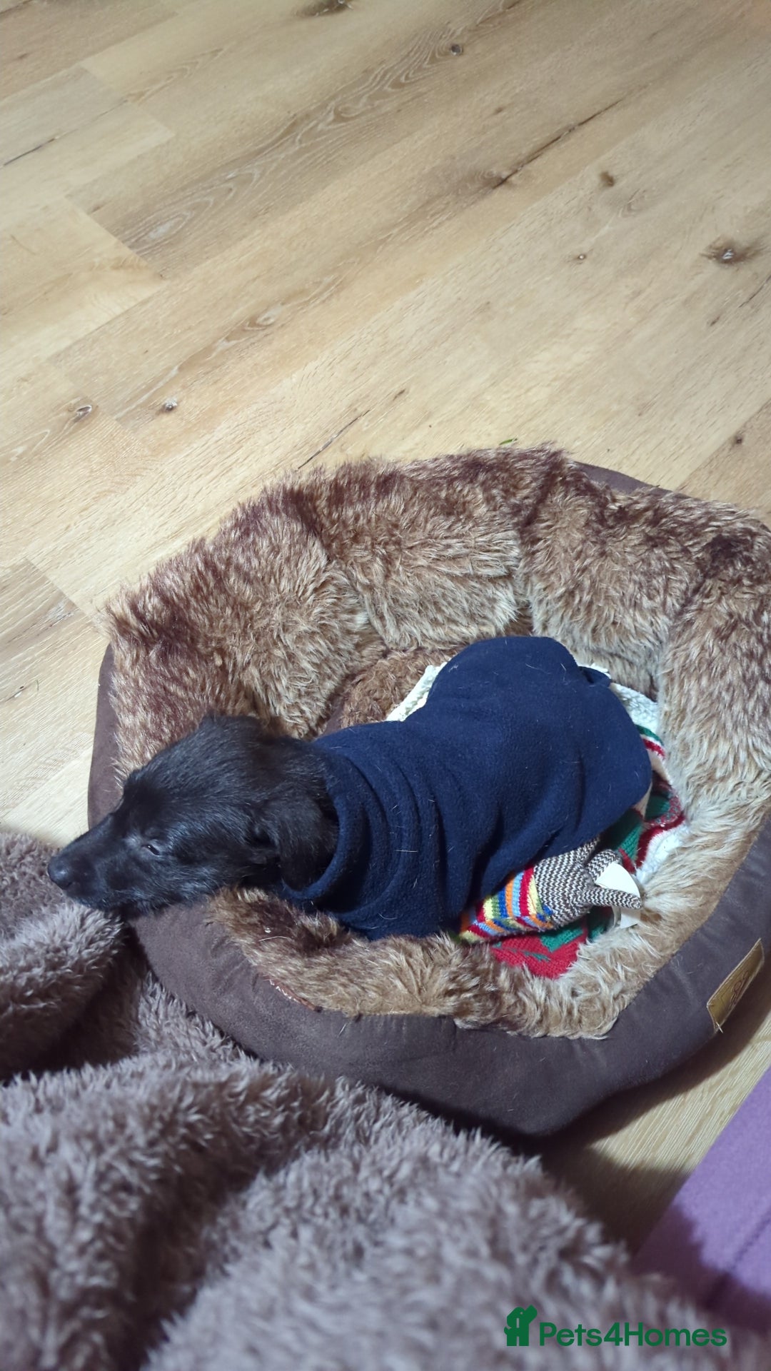 Mixed Breed dogs for sale: Lovely Lurcher puppy for rehome - Advert 6