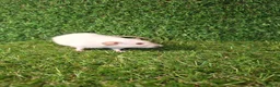 Rat rodents for sale: DWARF RATS - Advert 14