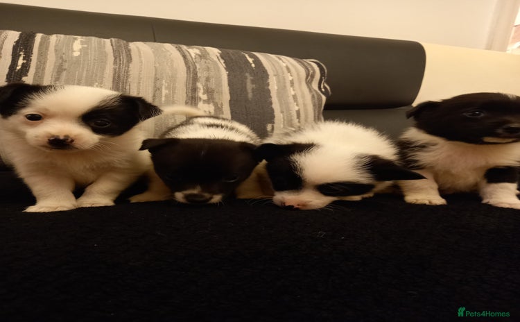 Mixed Breed dogs in Braintree - Advert 1