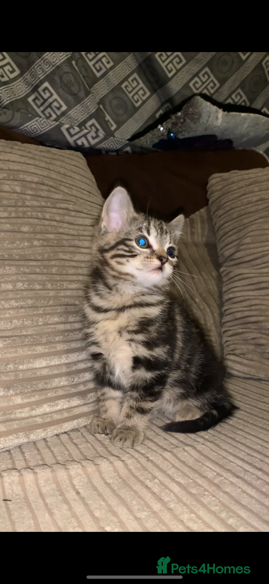 British Shorthair cats for sale: Stripy British Shorthair kitten - Advert 2