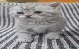 British Shorthair cats for sale: Beautiful silver tabby british shorthair kittens  - Image 9