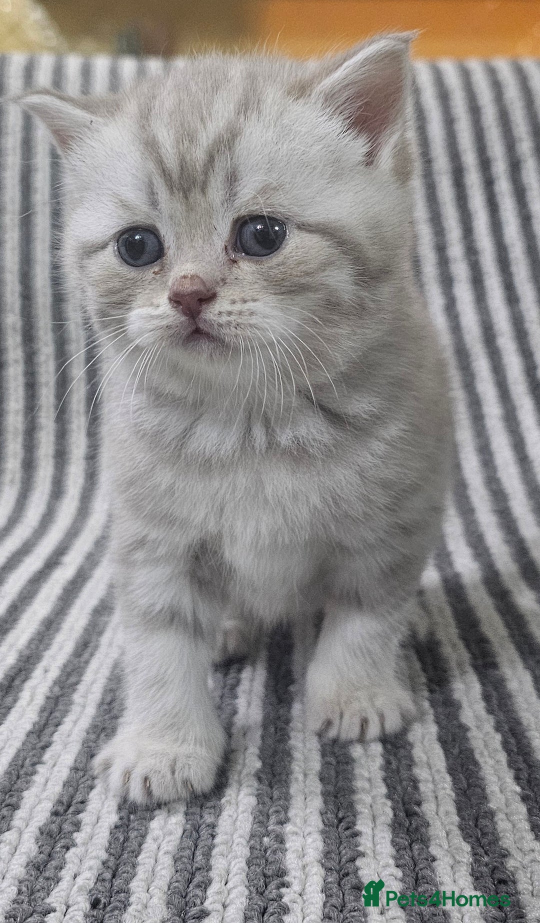 British Shorthair cats for sale: Beautiful silver tabby british shorthair kittens  - Image 9